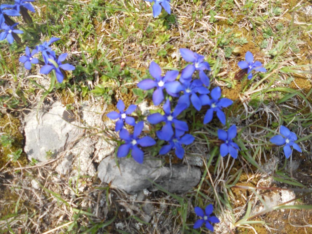 B&B Ai Pini Tiarno di Sopra ภายนอก รูปภาพ